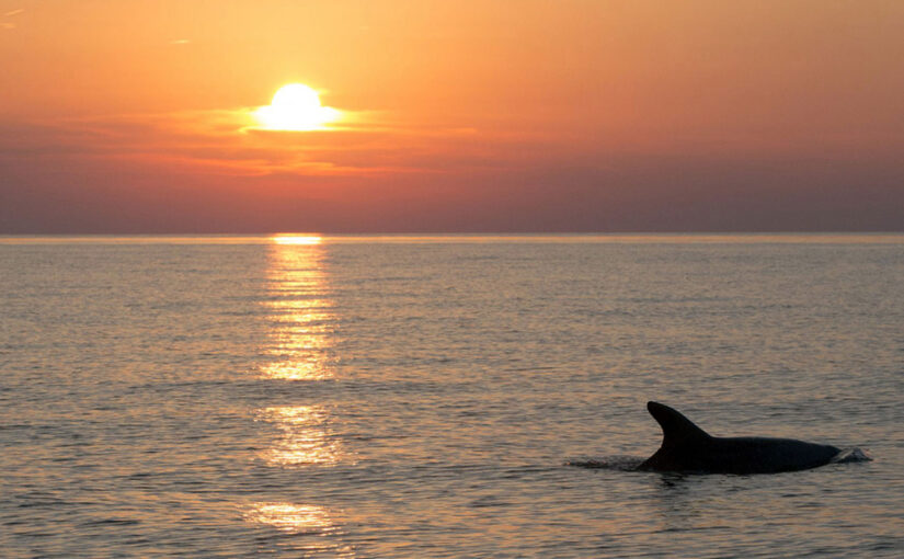 DOLPHINS AT SUNSET